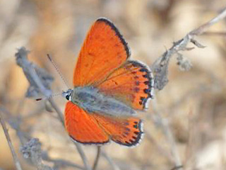 Mnnchen Lycaena thersamon Lesser Fiery Copper