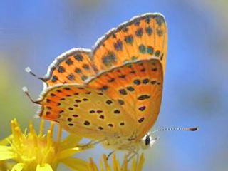 Weibchen Lycaena thersamon Lesser Fiery Copper