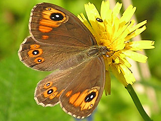 Braunauge Lasiommata maera Large Wall Brown Rispenfalter Kuhauge