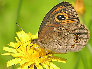 Braunauge Lasiommata maera Large Wall Brown Rispenfalter Kuhauge