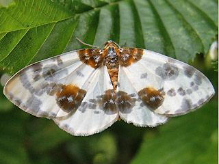 Ulmen-Harlekin Calospilos (Abraxas) sylvata Clouded Magpie  