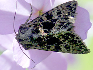 Abromias groenlandica