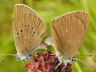 Paarung Mnnchen Dunkler Wiesenknopf-Ameisen-Bluling Glaucopsyche nausithous Maculinea Dusky Large Blue