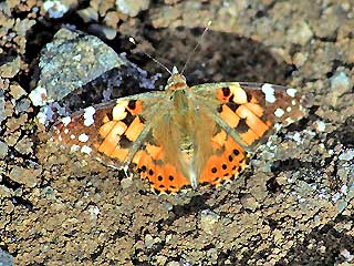 Vanessa cardui Distelfalter Painted Lady Wanderfalfter