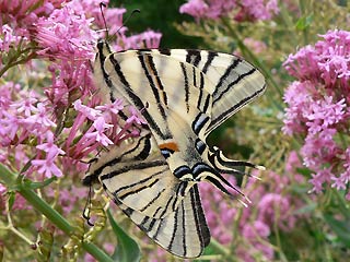 Paarung Segelfalter Iphiclides podalirius Scarce Swallowtail 