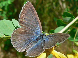 Weibchen Blasenstrauch-Bluling, Iolana iolas , Iolas Blue