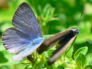 Balz, Mnnchen von oben, Blasenstrauch-Bluling, Iolana iolas , Iolas Blue