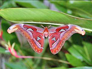 Attacus atlas  Atlasspinner Atlas moth