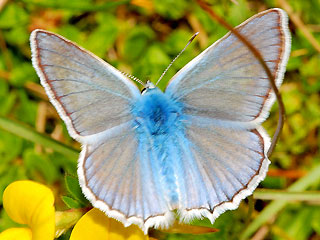 Männchen Zahnflügel-Bläuling weiblich Meleageria daphnis Meleager's Blue