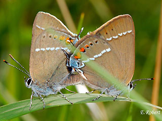 Paarung Kreuzdorn-Zipfelfalter Satyrium spini Blue-spot Hairstreak