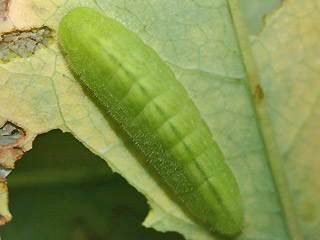 Raupe Blauschillernder Feuerfalter Lycaena helle Violett Copper