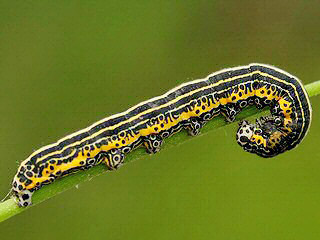 Raupe Apopestes spectrum