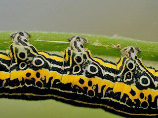 Raupe Apopestes spectrum