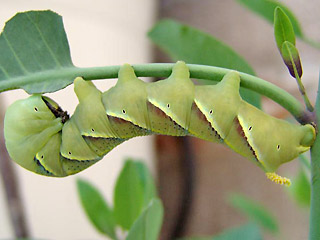 Raupe Totenkopfschwrmer Acherontia atropos Deathhead Hawk-moth