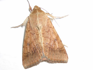 Baumwolleule Helicoverpa armigera Scarce Bordered Straw