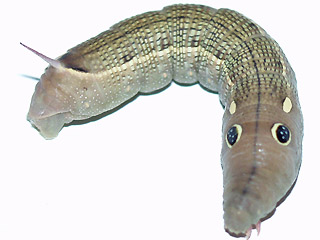 Gro�er Weinschw�rmer Hippotion celerio Silver-striped Hawk-moth