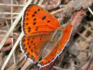 Lycaena thersamon Lesser Fiery Copper