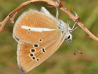 Weidolch-Bluling Polyommatus ( Agrodiaetus ) damon  Damon Blue