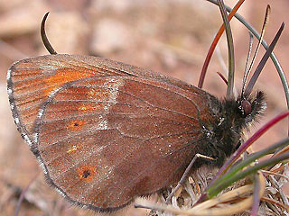 Erebia euryale Larger Ringlet