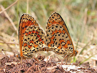Paarung Melitaea trivia Brunlicher Scheckenfalter Lesser spotted Fritillary