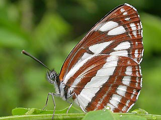 SchwarzbraunerTrauerfalter   Neptis sappho   Common Glider