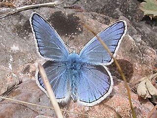 Wundklee-Bluling Polyommatus dorylas Turquoise Blue