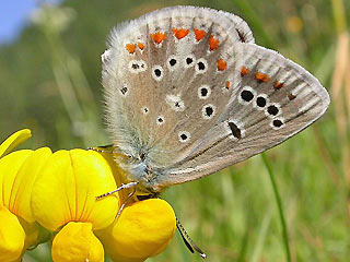 Wundklee-Bluling Polyommatus dorylas Turquoise Blue