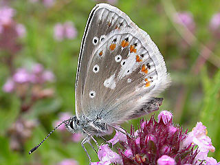 Wundklee-Bluling Polyommatus dorylas Turquoise Blue