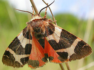Weibchen Watsonarctia casta ( deserta ) Steppenbr