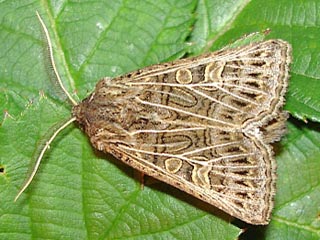 Tholera decimalis Weigerippte Lolcheule Feathered Gothic