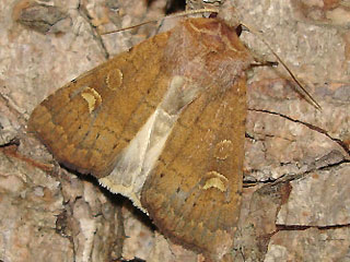 Xestia xanthographa Braune Spätsommer-Bodeneule Square-spot Rustic