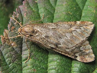 Frhlings-Kreuzflgel Alsophila aescularia March Moth