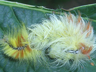 Hutung Ahorneule Acronicta aceris The Sycamore