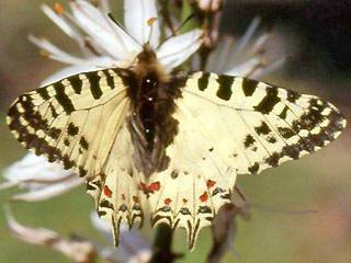 stlicher Osterluzeifalter Allancastria cerisy, Eastern Festoon, Balkan-Osterluzeifalter, A. cerisy