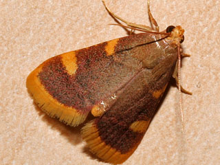 Heuzünsler,  Hypsopygia costalis  Gold Triangle  Clover Hay Moth