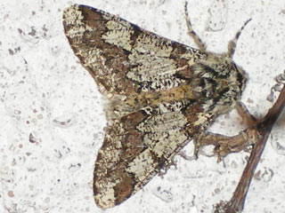 Pappel-Dickleibspanner Biston strataria Oak Beauty