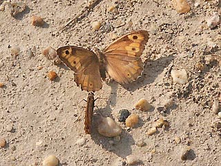 Balz Rostbinde Ockerbindiger Samtfalter Hipparchia semele Grayling 