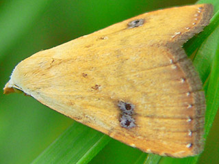 Rivula sericealis Seideneulchen Straw Dot