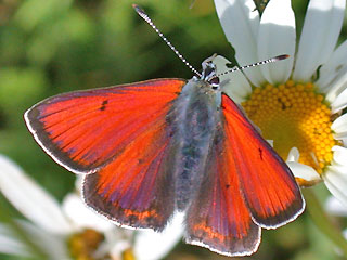 Mnnchen Lilagold-Feuerfalter Purple-edged Copper Palaeochrysophanus hippothoe (21364 Byte)