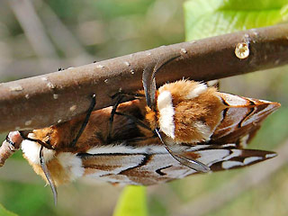 Paarung Birkenspinner Endromis versicolora Kentish Glory