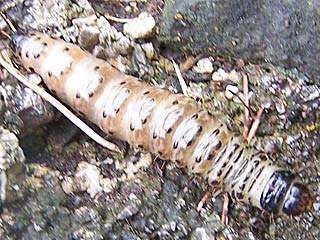 Raupe  Apamea monoglypha Groe Grasbscheleule Dark Arches