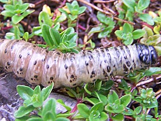 Raupe  Apamea monoglypha Groe Grasbscheleule Dark Arches