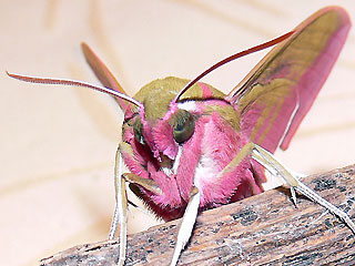 Falter von vorne Mittlerer Weinschwrmer, Deilephila elpenor, Elephant Hawk-moth