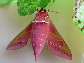 Falter von unten Mittlerer Weinschwrmer, Deilephila elpenor, Elephant Hawk-moth