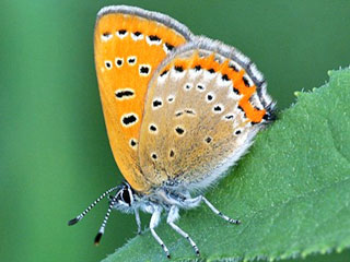 Blauschillernder Feuerfalter Lycaena helle Violett Copper