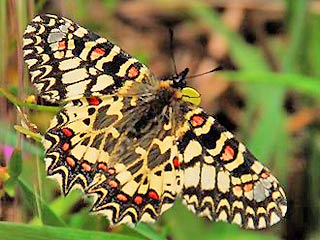 Spanischer Osterluzeifalter Zerynthia rumina Spanish Festoon