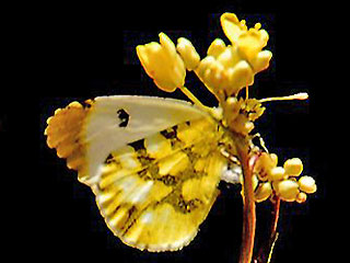 Weibchen Gelber Aurorafalter  Anthocharis euphenoides "Provence" Orange Tip  