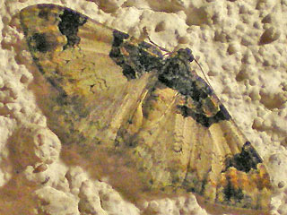 Catarhoe cuculata Braunbinden-Blattspanner Royal Mantle