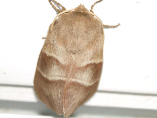 Weibchen Brombeerspinner Macrothylacia rubi Fox Moth