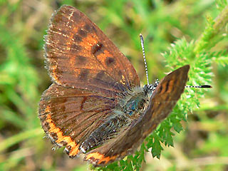 Blauschillernder Feuerfalter Lycaena helle Violett Copper